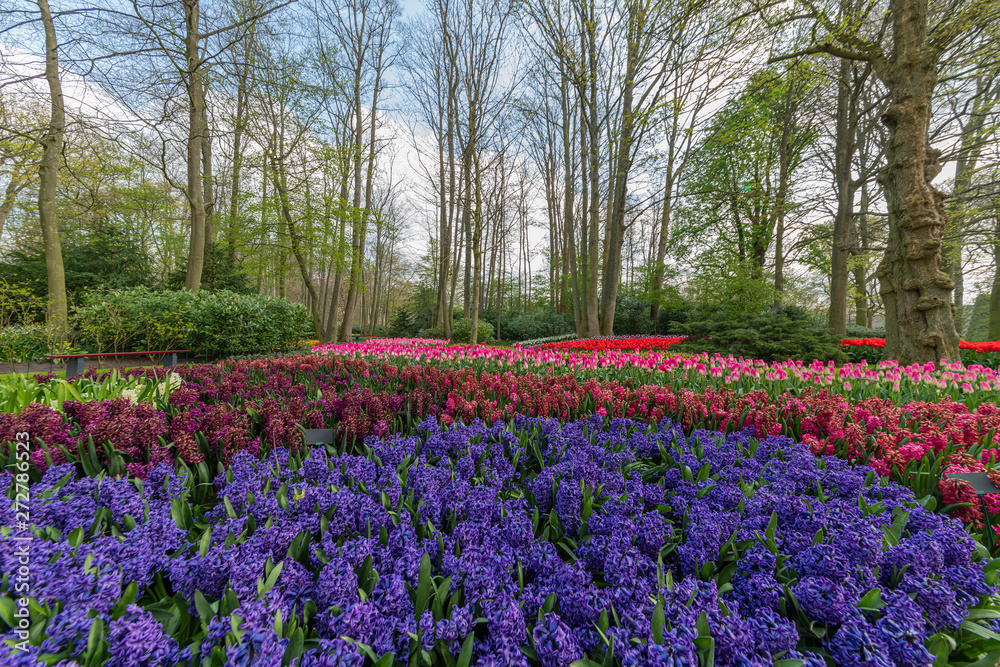 Blue hyacinth, pure red, pink white color tulips blossom blooming under a very well maintained garden in spring time