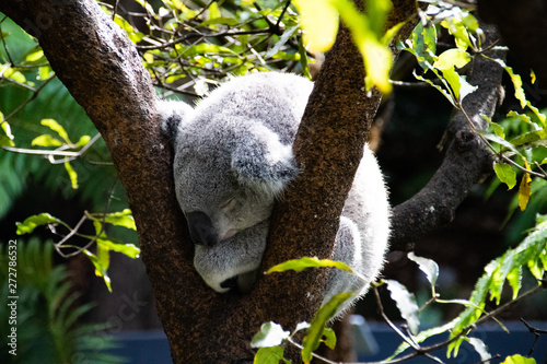 Photography koala in a tree