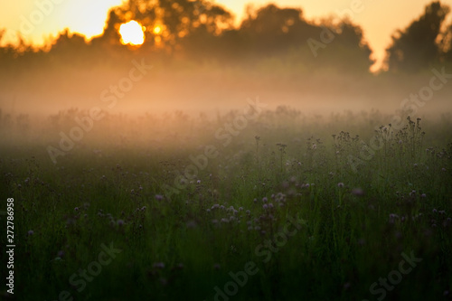 Sunset in the field over the grass fog