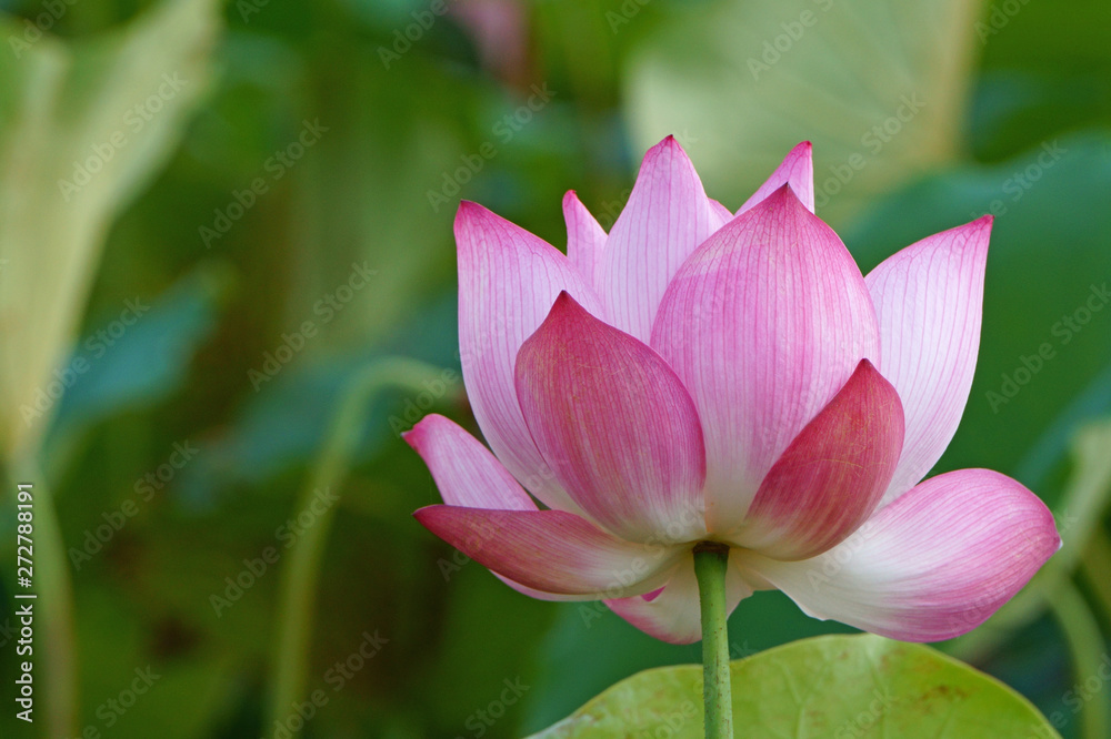 Beauty of rural flower. Lotus water lily