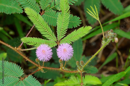 Mimosa pudica flower and young leaves