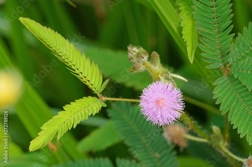 Beauty of rural flower. Pink mimosa pudica