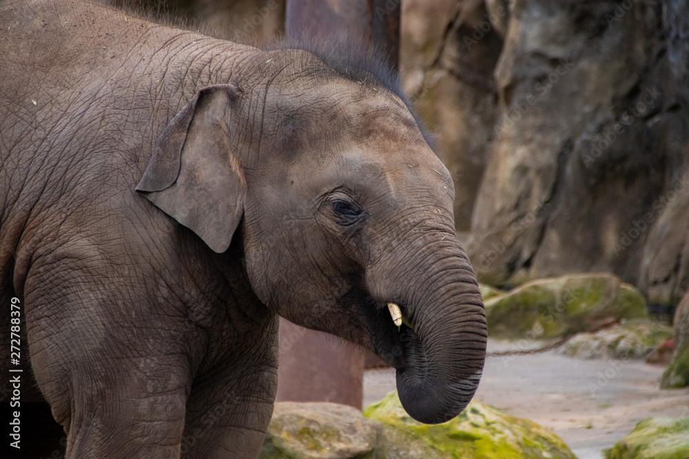 Fototapeta premium elephant in the zoo