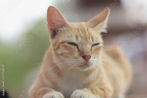 portrait of a cat, cat lying on the table