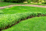 sheared boxwood environment of green lawn, eco friendly landscape design.