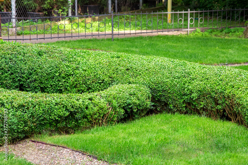 hedge of boxwood sheared form of landscape design of eco-friendly green plants.