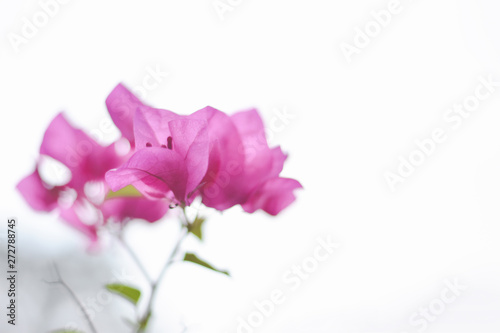 Close up bougainvillea pink flowers on white background,copy space