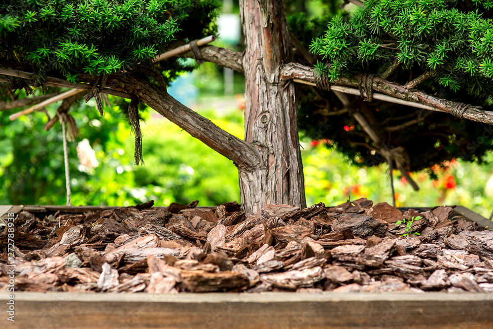Bark tree mulching close up at the trunk of a Chinese tree. Bark tree mulching close up at the trunk of a Chinese tree.