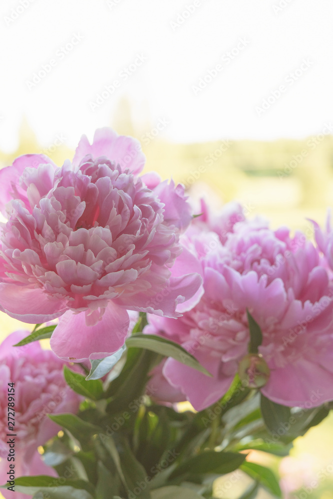 Obraz premium Pink peonies
