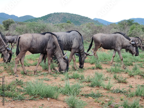 Wildebeest  Pilanesberg National Park  South Africa