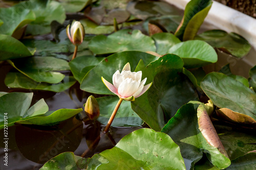 white and pink water lily in a pond with green leaves on a sunny day.