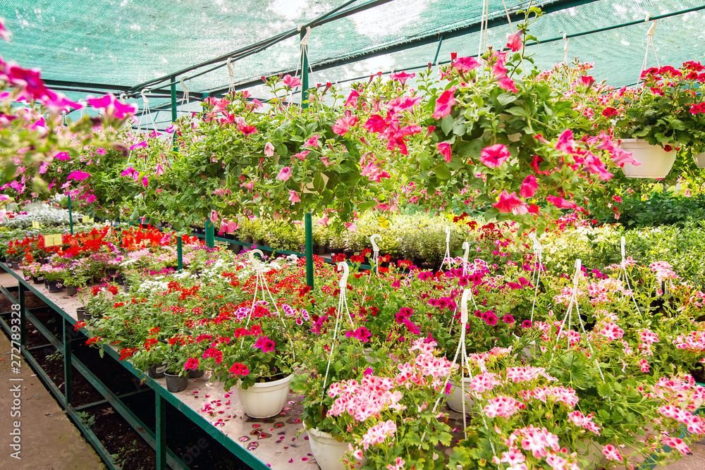 market with shelves selling petunia red and pink color for landscaping flower beds and backyard decor.