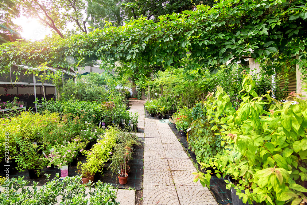 plant shop for a green garden in outdoors with a stone walkway of paving slabs among by flowerpots with flowers and bushes for landscape decoration.