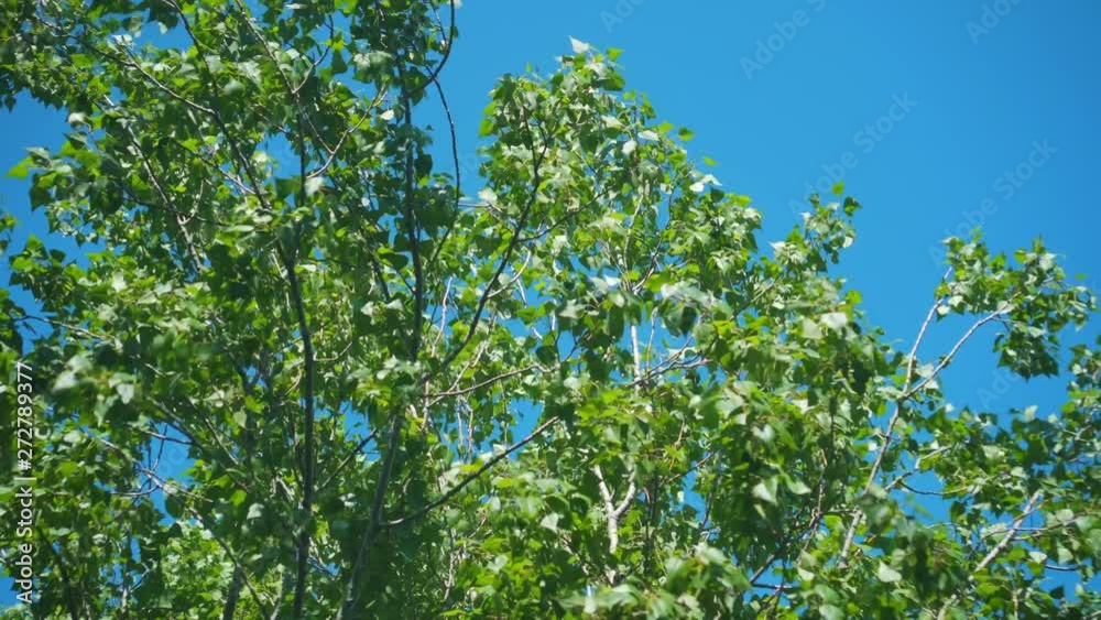 The tops of the trees sway from the wind in the blue sky. The tops of the trees sway from the strong wind in the blue sky. The tops of the trees sway from the wind in the blue sky. The tops of the trees sway from the strong wind in the blue sky.