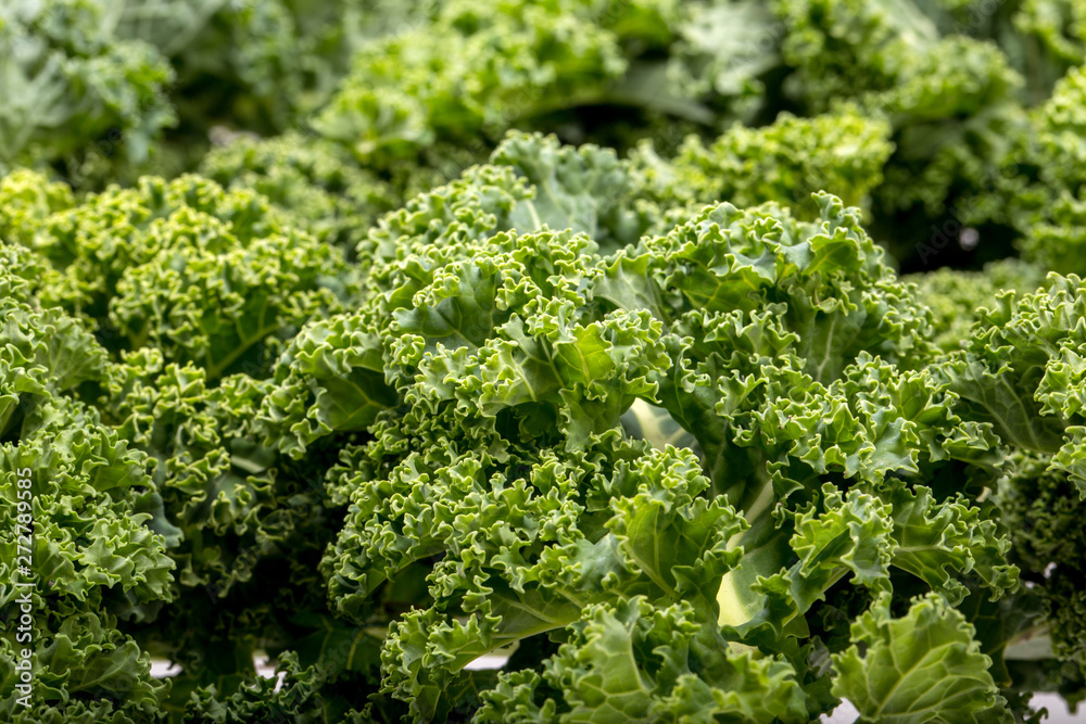 A healthy fresh curly kale
