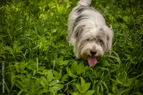 White dog in the forest. Ohta with dogs. Walk the dog by nature. Care of the coat. photo