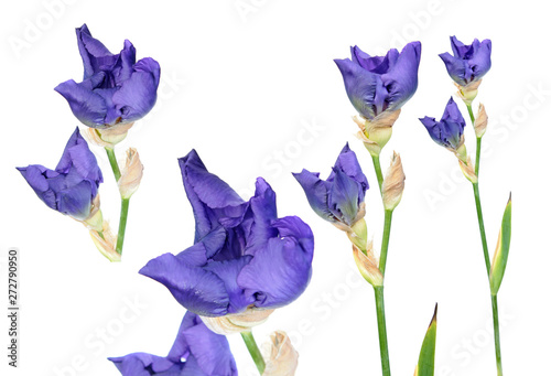Set of blue iris buds with long stem and green leaf isolated on white background. Cultivar from Tall Bearded (TB) iris garden group © kazakovmaksim
