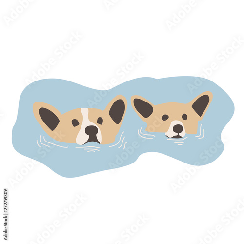 corgi swimming