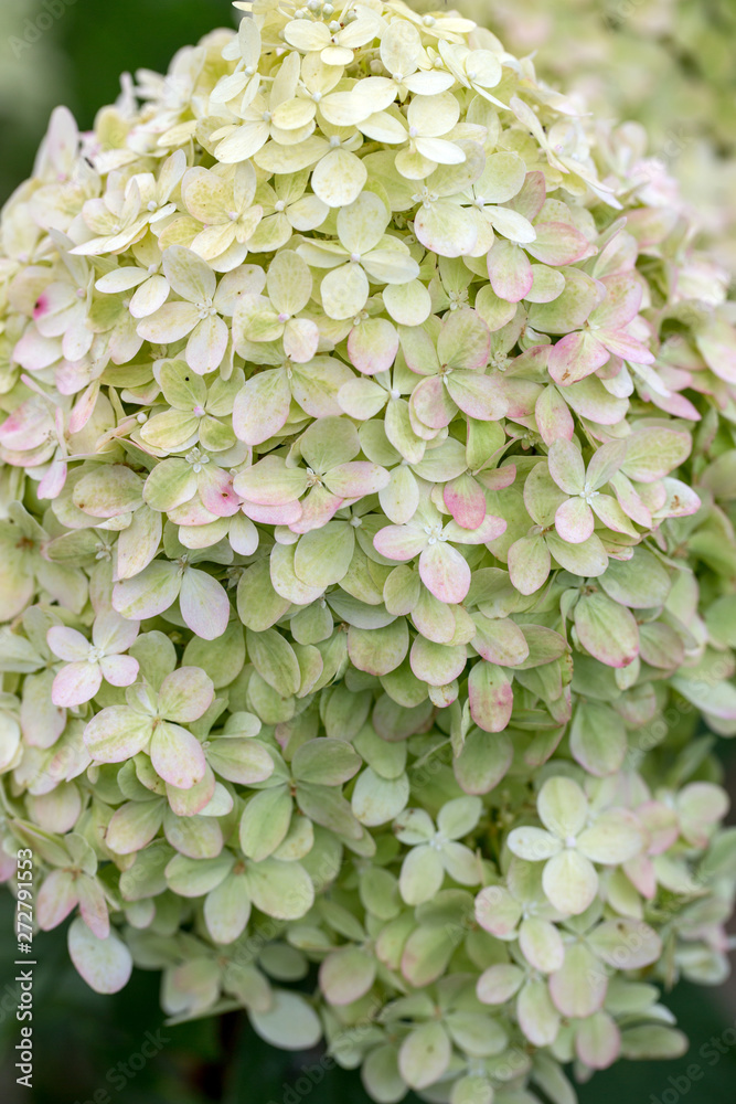 closeup of a beautiful white hydrangea in garden closeup of a beautiful white hydrangea in garden