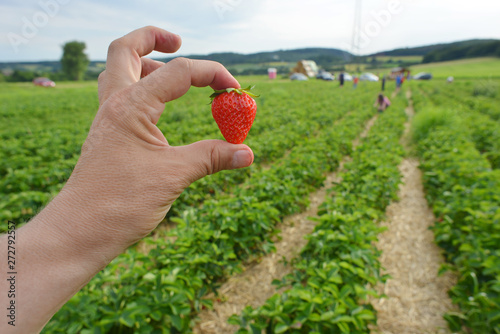 People working in a strawberries field and a worker hold a strawberry in the hand
