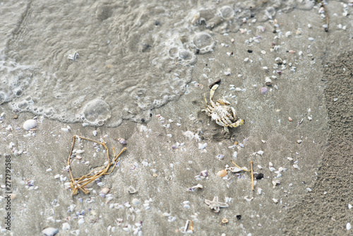 crab carcass on a sandy beach surrounded with sea shells. concept of a marine life, water pollution and climate change