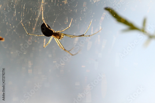 Spider on web