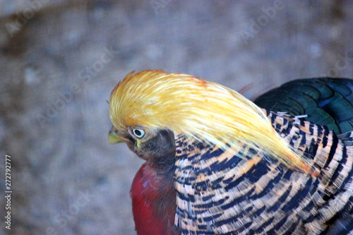 Golden pheasant bird portrait closeup. photo