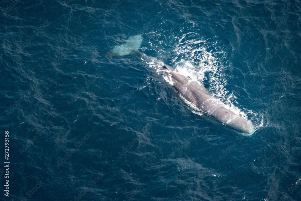 Obraz premium wahel in water