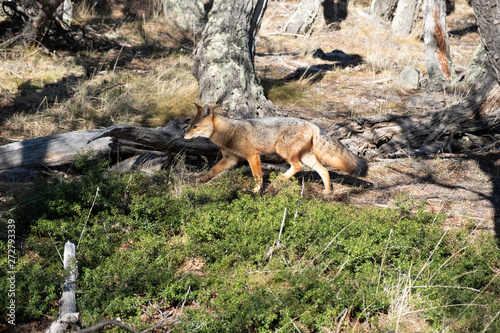 Wildlife in Patagonia, Argentina photo