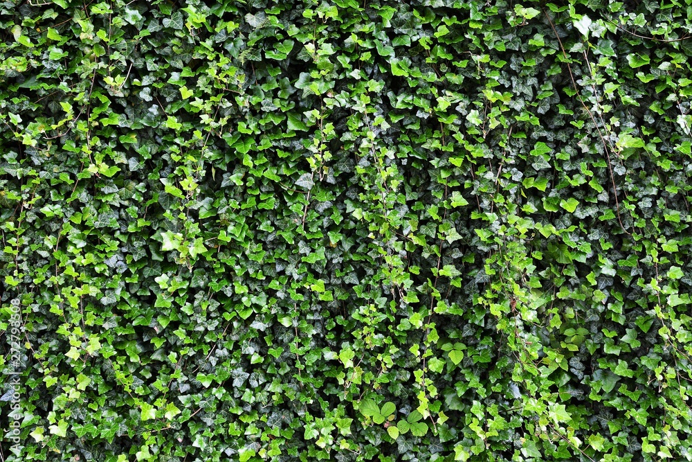 in a wall covered with Hedera helix in a wall covered with Hedera helix