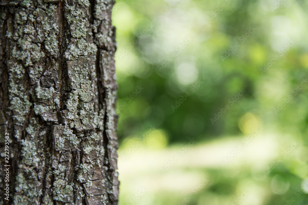 Tree trunk with crust detail. Blurred forest, nature background. Close up view Tree trunk with crust detail. Blurred forest, nature background. Close up view