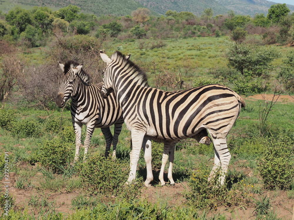 Fototapeta premium Zebra, Pilanesberg National Park, South Africa