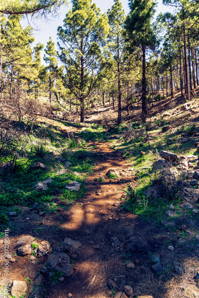 Beautiful, green trekking path during roque nublo trek, gran canaria canary island in spain