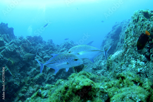 bluefin trevally, caranx melampygus photo
