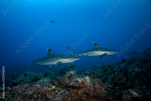 silvertip shark, carcharhinus albimarginatus