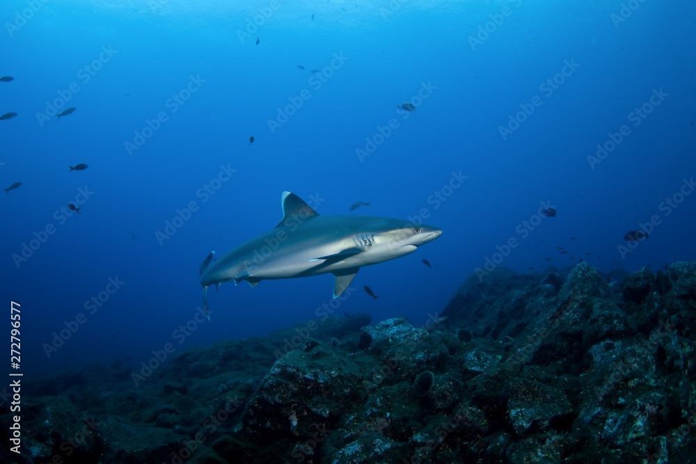 silvertip shark, carcharhinus albimarginatus silvertip shark, carcharhinus albimarginatus
