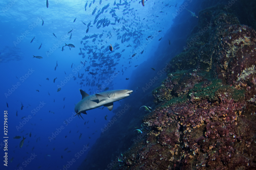 Fototapeta premium whitetip reef shark, triaenodon obesus