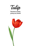 Decorative greeting card, invitation with tulip. Pictorial illustration for perfume, cosmetics, packaging, postcards.