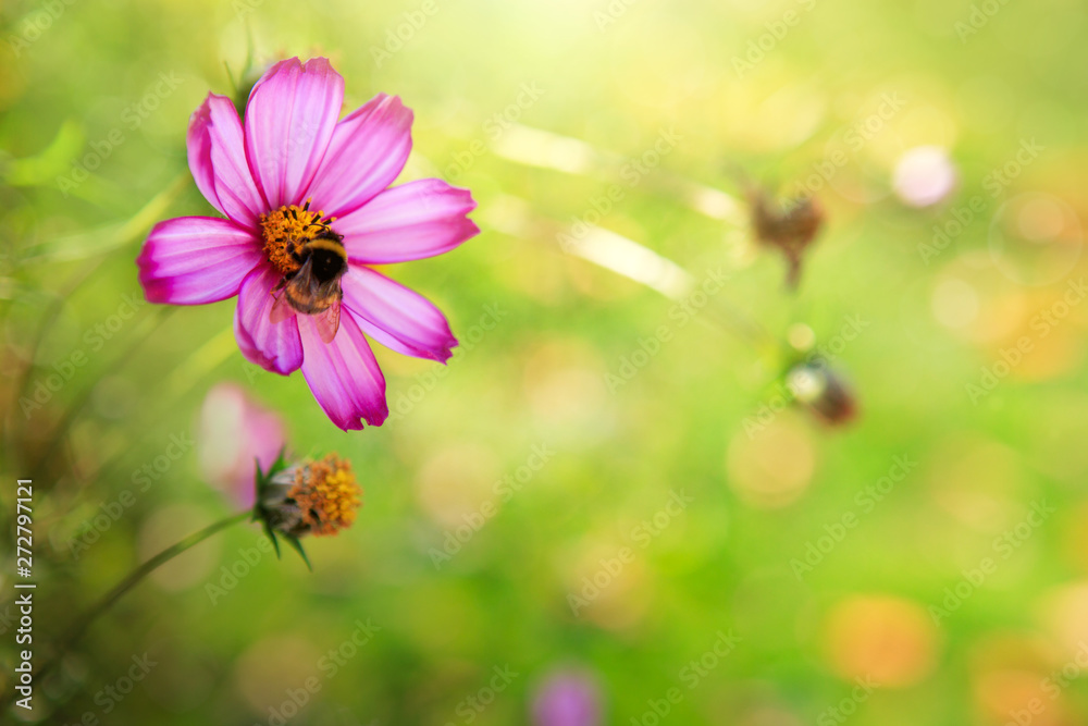 Obraz premium Pink cosmos flowers and bee. Nature geen background.