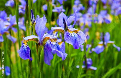 Fototapeta Naklejka Na Ścianę i Meble -  Blooming violet iris flowers in the garden. Gardening concept. Flower background