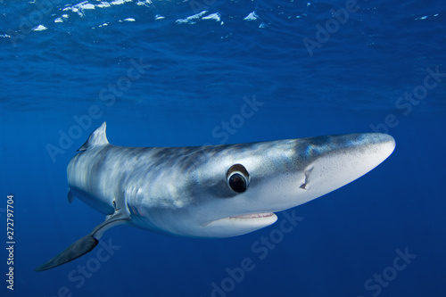 blue shark, prionace glauca