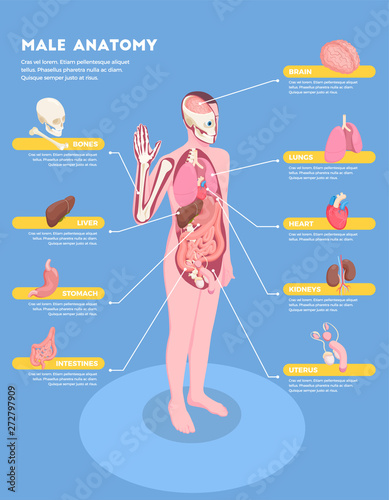 Male Anatomy Infographics