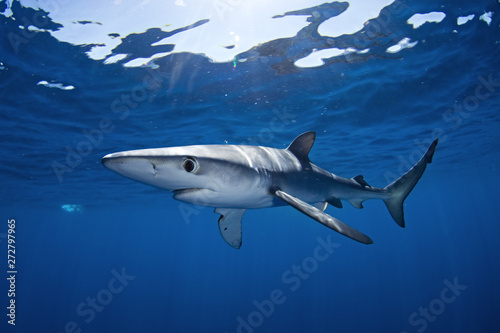 Fotografia blue shark, prionace glauca