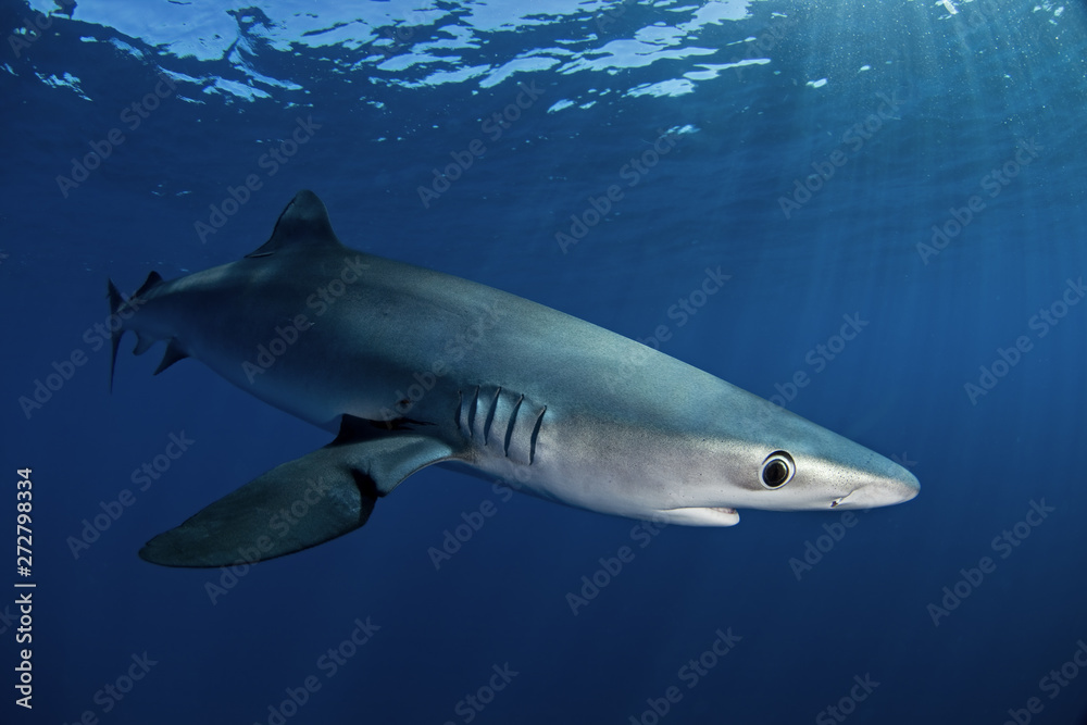 blue shark, prionace glauca