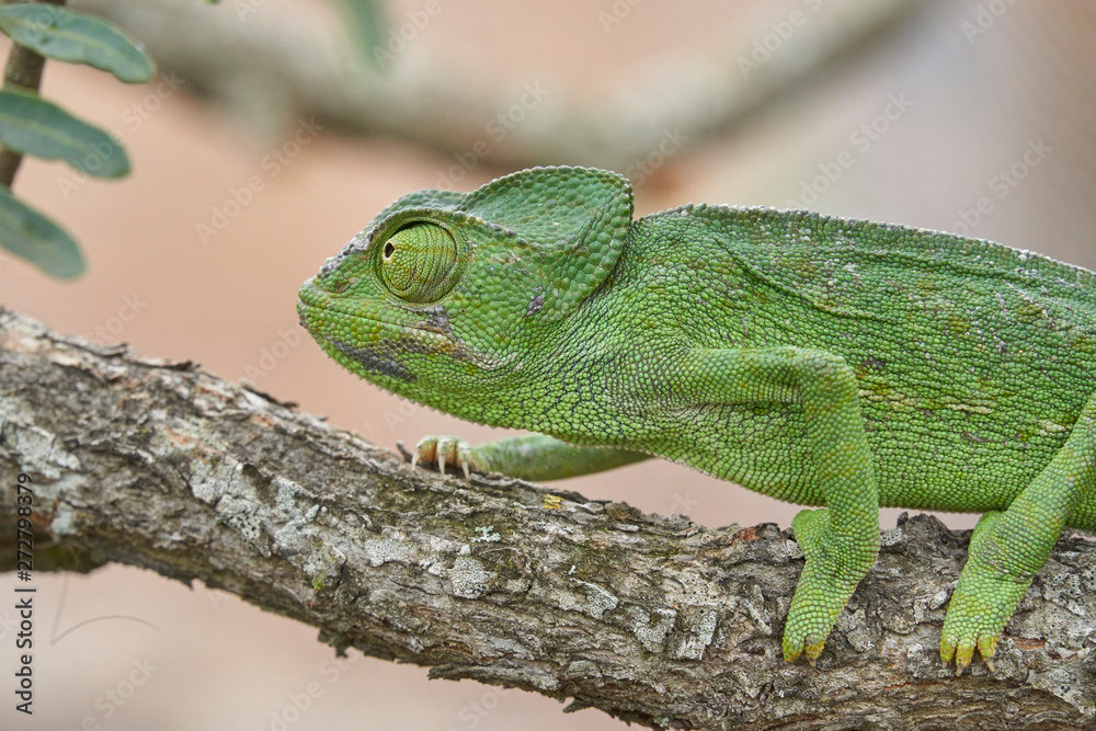 Fototapeta premium Common chameleon (Chamaeleo chamaeleon) in southern Spain. Andalusia, Malaga
