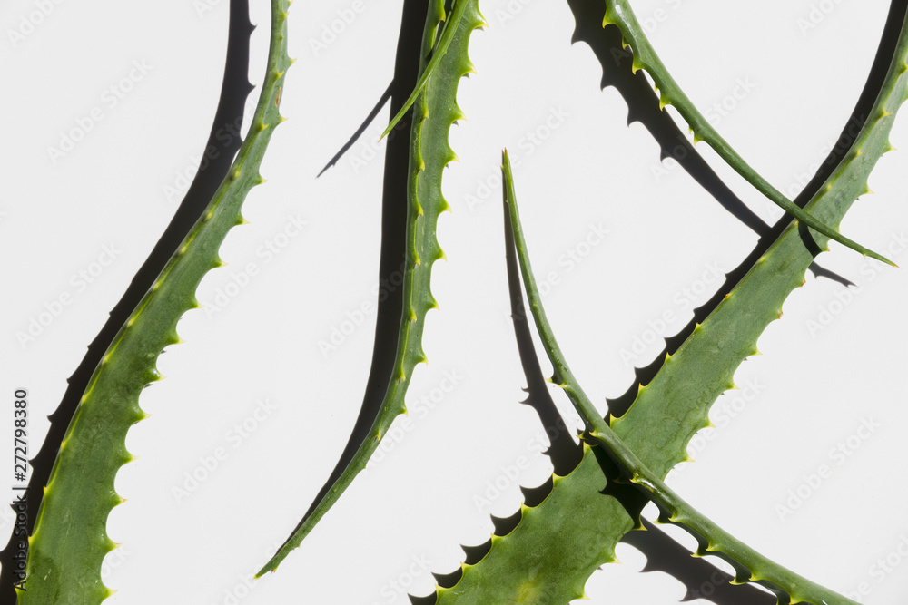 Naklejka premium Aloe vera leaves for beauty treatment