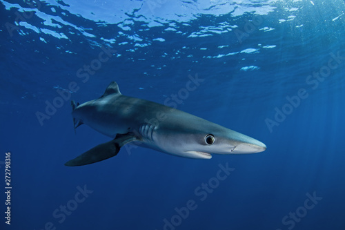 blue shark  prionace glauca