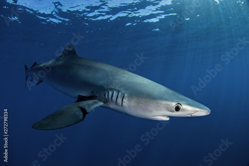 blue shark  prionace glauca