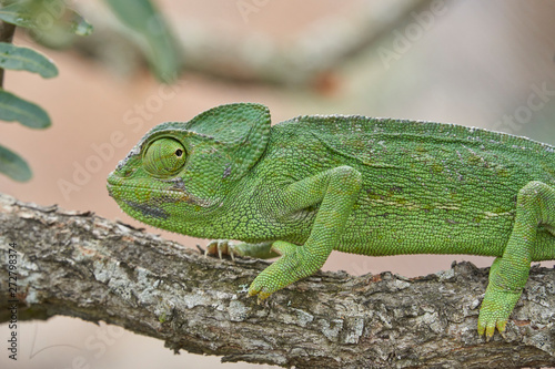 Common chameleon (Chamaeleo chamaeleon) in southern Spain. Andalusia, Malaga