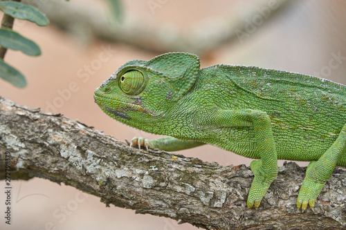 Common chameleon (Chamaeleo chamaeleon) in southern Spain. Andalusia, Malaga